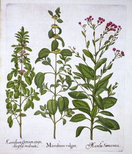 Weißer Andorn, Andorn und Minze, aus Hortus Eystettensis, von Basil Besler, veröffentlicht 1613 von German School