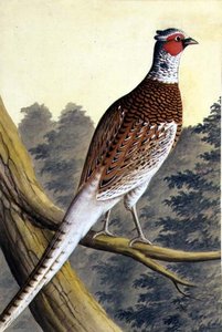 Weißer Fasan, ca. 1740 von German School