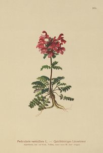 Quirlblättriges Läusekraut (Pedicularis verticillata) von German School