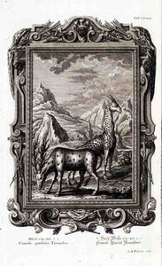 Wilde Tiere, aus 
