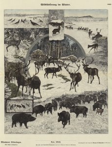 Wildtiere füttern im Winter von German School