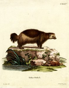 Vielfraß