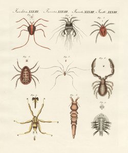 Wunderbare Insekten von German School