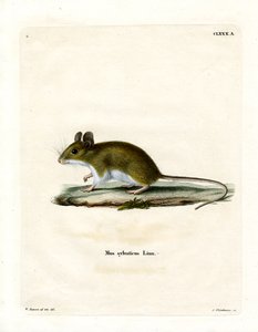 Waldmaus von German School