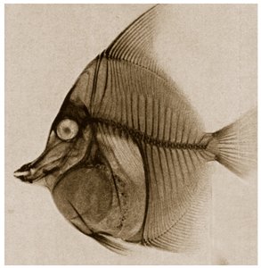 Röntgenaufnahme eines Fisches von German School