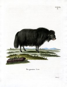 Yak von German School