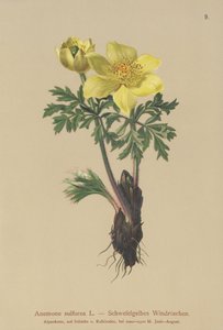 Gelbe Anemone (Anemone sulfurea, Anemone sulphurea, Pulsatilla alpina)