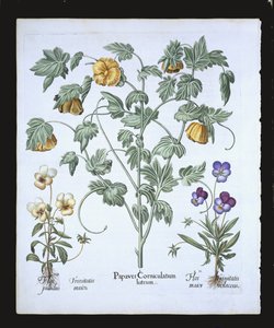 Gelber Hornmohn, aus dem Hortus Eystettensis von Basil Besler (1561-1629), veröffentlicht 1613 von German School