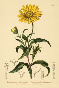 Weidenblättriges Ochsenauge (Buphthalmum salicifolium)