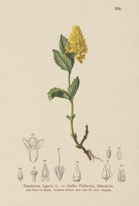Gelbe Paederota (Paederota Ageria, Paederota lutea) von German School