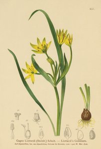 Gelber Milchstern (Gagea Liottardi, Gagea lutea, Gagea fragifera, Ornithogalum minimum var. fragiferum, Gagea fistulosa subsp. liotardii)
