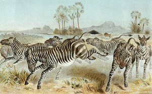 Zebra, Platte aus 