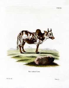 Zebu