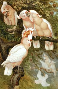 dnca Kakadu, Tafel aus "Brehms Tierleben: Allgemeine Kunde des Tierreichs", Bd.5, S.380, veröffentlicht vom Bibliographischen Institut von German School