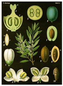 Olive von German School