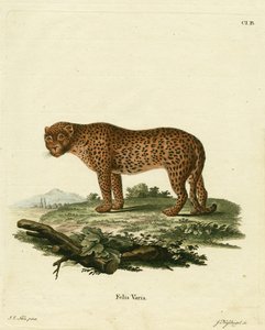Panther von German School