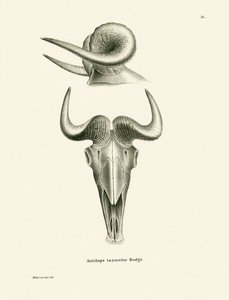 Takin-Schädel