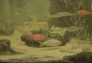 Gold- und Silberfische in einem Aquarium