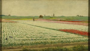 Tulpenfelder