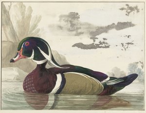 Karolinaente von Gerrit van den Heuvel