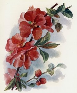 Cydonia Japnonica v Cardinalis von Gertrude Hamilton