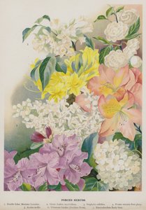Gezwungene Sträucher von Gertrude Hamilton
