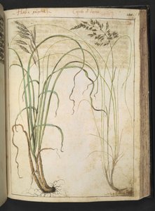 Eine Heilpflanze, aus "Gemälde der Flora der römischen Staaten" von Gherardo Cibo von Gherardo Cibo