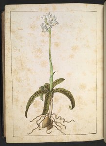 Eine Pflanze mit weißen Blütenblättern, aus "Gemälde der Flora der römischen Staaten" von Gherardo Cibo, Add MS 22333, f173v, ca. 1564-84 von Gherardo Cibo
