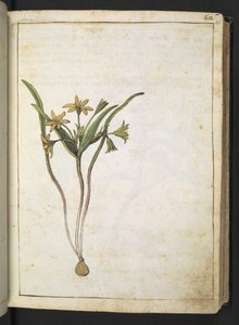 Eine Pflanze mit gelben Blüten, aus "Paintings of Flora of the Roman States" von Gherardo Cibo von Gherardo Cibo