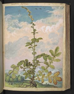 Agrimonia eupatoria, aus 