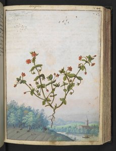 Anagalis arvensis: Eine Pflanze mit roten Blüten, aus 