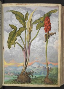 Arum italicum, aus "Paintings of Flora of the Roman States" von Gherardo Cibo von Gherardo Cibo
