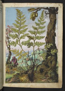 Asplenium adianthum nigrum, aus 