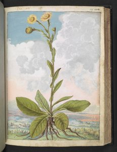 Baccara, aus "Paintings of Flora of the Roman States" von Gherardo Cibo