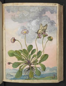 Bellis perennis, aus "Paintings of Flora of the Roman States" von Gherardo Cibo