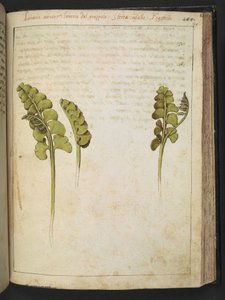 Botrychium lunaria (Farn), aus 