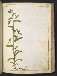 Buglossa, Anchusa azurea (Loddon Royalist), aus 