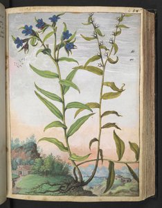 Buglossoides purpurocaerulea, aus "Gemälde der Flora der römischen Staaten" von Gherardo Cibo, Add MS 22333, f061r, ca. 1564-84 von Gherardo Cibo