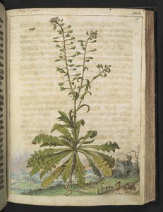 Capsella bursa-pastoris, aus 