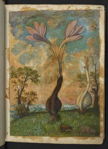 Colchicum autumnale, aus "Paintings of Flora of the Roman States" von Gherardo Cibo von Gherardo Cibo