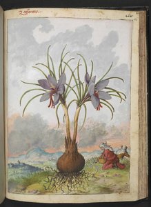 Crocus sativus (Safran), aus "Gemälde der Flora der römischen Staaten" von Gherardo Cibo, Add MS 22333, f160r, ca. 1564-84 von Gherardo Cibo