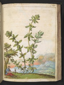 Cruciata laevipes, aus "Gemälde der Flora der römischen Staaten" von Gherardo Cibo, Add MS 22333, f131r, ca. 1564-84 von Gherardo Cibo