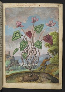 Cyclamen hederifolium, aus "Paintings of Flora of the Roman States" von Gherardo Cibo von Gherardo Cibo
