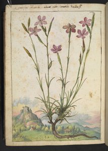 Dianthus longicaulis: Eine Pflanze mit rosa Blütenblättern, aus 
