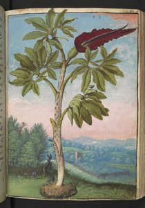 Dracunculus vulgaris, aus "Paintings of Flora of the Roman States" von Gherardo Cibo von Gherardo Cibo