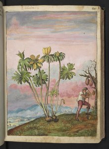 Eranthis hyemalis, aus "Paintings of Flora of the Roman States" von Gherardo Cibo von Gherardo Cibo