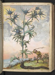 Eryngium maritimum, aus "Gemälde der Flora der römischen Staaten" von Gherardo Cibo, Add MS 22333, f047r, ca. 1564-84 von Gherardo Cibo