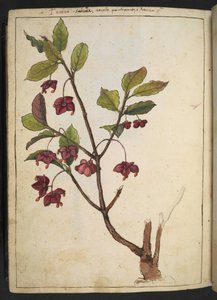 Euonymus europaeus (Pfaffenhütchen): eine Pflanze mit roten Blütenblättern, aus 