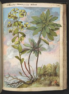 Euphorbia amygdaloises oder Euphorbia characias, aus 