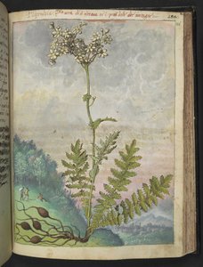 Filipendula vulgari, aus "Gemälde der Flora der römischen Staaten" von Gherardo Cibo, Add MS 22333, f146r, ca. 1564-84